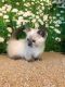 Munchkin Cats for sale in Denver, CO 80202, USA. price: $700
