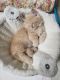 Munchkin Cats for sale in Lakeland, FL, USA. price: $500