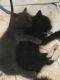 Munchkin Cats for sale in Statesville, NC, USA. price: $900