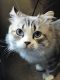 Munchkin Cats for sale in Pensacola, FL, USA. price: $1,500