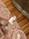 Munchkin Cats for sale in Elmwood Park, NJ 07407, USA. price: $800