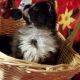 Munchkin Cats for sale in Whiteford, MD, USA. price: $1,200