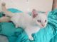 Munchkin Cats for sale in Cameron, MO 64429, USA. price: $375