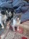 Munchkin Cats for sale in Albuquerque, NM 87121, USA. price: $30