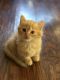 Munchkin Cats for sale in Belton, TX, USA. price: $1,100