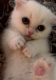 Munchkin Cats for sale in Douglasville, GA, USA. price: $2,200