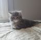 Munchkin Cats for sale in Manitowoc, WI 54220, USA. price: $1,000
