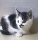 Munchkin Cats for sale in Seattle, WA, USA. price: $900