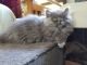 Munchkin Cats for sale in Orange County, NY, USA. price: $2,500