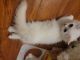 Munchkin Cats for sale in Staten Island, NY, USA. price: $2,000