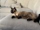 Munchkin Cats for sale in Greenville, SC, USA. price: $1,300