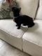 Munchkin Cats for sale in Lexington, SC, USA. price: NA