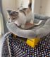 Munchkin Cats for sale in New York, NY, USA. price: $650