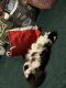 Munchkin Cats for sale in Memphis, TN, USA. price: $400