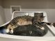 Munchkin Cats for sale in Kissimmee, FL, USA. price: NA
