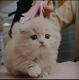 Munchkin Cats for sale in 24701 Hallwood Ct, Farmington Hills, MI 48335, USA. price: $500