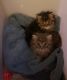 Munchkin Cats for sale in Iron River, MI 49935, USA. price: $1,000