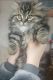 Munchkin Cats for sale in Iron River, MI 49935, USA. price: $800