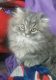 Munchkin Cats for sale in Iron River, MI 49935, USA. price: NA