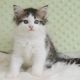 Munchkin Cats for sale in Florida St, San Francisco, CA, USA. price: $260