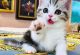 Munchkin Cats for sale in Portland, OR, USA. price: $700