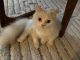 Munchkin Cats for sale in Fairfield, CT, USA. price: $850