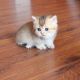 Munchkin Cats for sale in San Francisco, CA, USA. price: $500