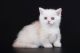 Munchkin Cats for sale in San Diego County, CA, USA. price: NA