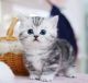 Munchkin Cats for sale in San Francisco, CA, USA. price: $500