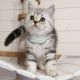 Munchkin Cats for sale in San Francisco, CA, USA. price: $400