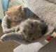 Munchkin Cats for sale in Ronkonkoma, NY 11779, USA. price: $3,000