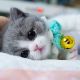 Munchkin Cats for sale in Lancaster, CA 93535, USA. price: NA