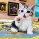 Munchkin Cats for sale in Orlando, FL, USA. price: $850