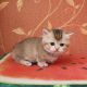 Munchkin Cats for sale in Irvine, CA, USA. price: NA