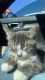 Munchkin Cats for sale in Lee, NH, USA. price: $400