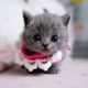 Munchkin Cats for sale in NM-176, Eunice, NM, USA. price: NA