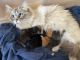 Munchkin Cats for sale in Iron River, MI 49935, USA. price: $1,200