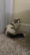Munchkin Cats for sale in Aurora, CO, USA. price: $1,500