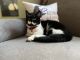 Munchkin Cats for sale in Pennsburg, PA 18073, USA. price: NA
