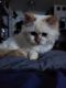 Munchkin Cats for sale in Charlotte, NC 28262, USA. price: $800