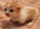 Munchkin Cats for sale in Virginia Beach, VA, USA. price: $1,500