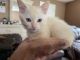 Munchkin Cats for sale in East Hartford, CT, USA. price: $1,800