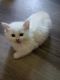 Munchkin Cats for sale in Houston, TX, USA. price: NA