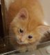 Munchkin Cats for sale in Huntsville, OH 43324, USA. price: $475