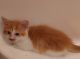 Munchkin Cats for sale in Huntsville, OH 43324, USA. price: $475