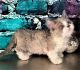 Munchkin Cats for sale in Valparaiso, IN, USA. price: $1,000