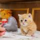Munchkin Cats for sale in 6607 Cove Creek Dr, Billings, MT 59106, USA. price: $800