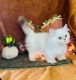 Munchkin Cats for sale in Fayetteville, OH 45118, USA. price: NA