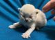 Munchkin Cats for sale in Torrington, CT 06790, USA. price: $1,000