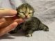 Munchkin Cats for sale in Torrington, CT 06790, USA. price: $1,000